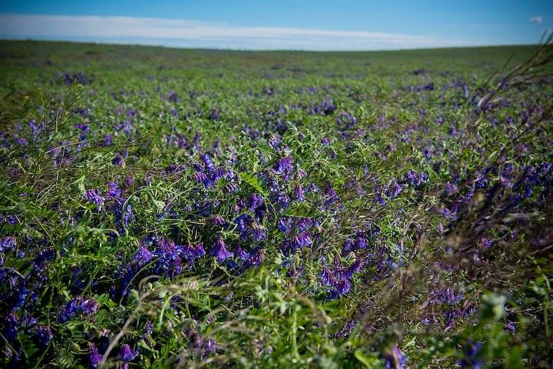 Florida Rangeland Seeding Alfalfa on Rangeland