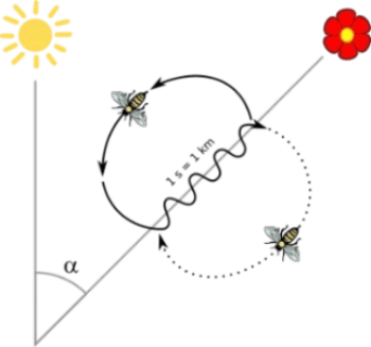 圖片來源：維基百科-蜜蜂舞蹈
