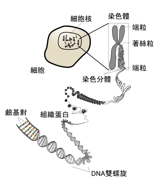 圖片來源：維基百科/染色體/插圖