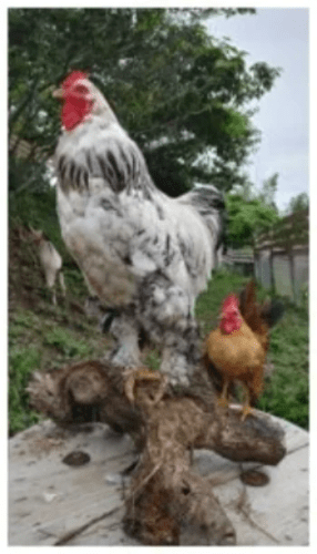 二隻雞的基因DNA不同，但染色體數仍維持78