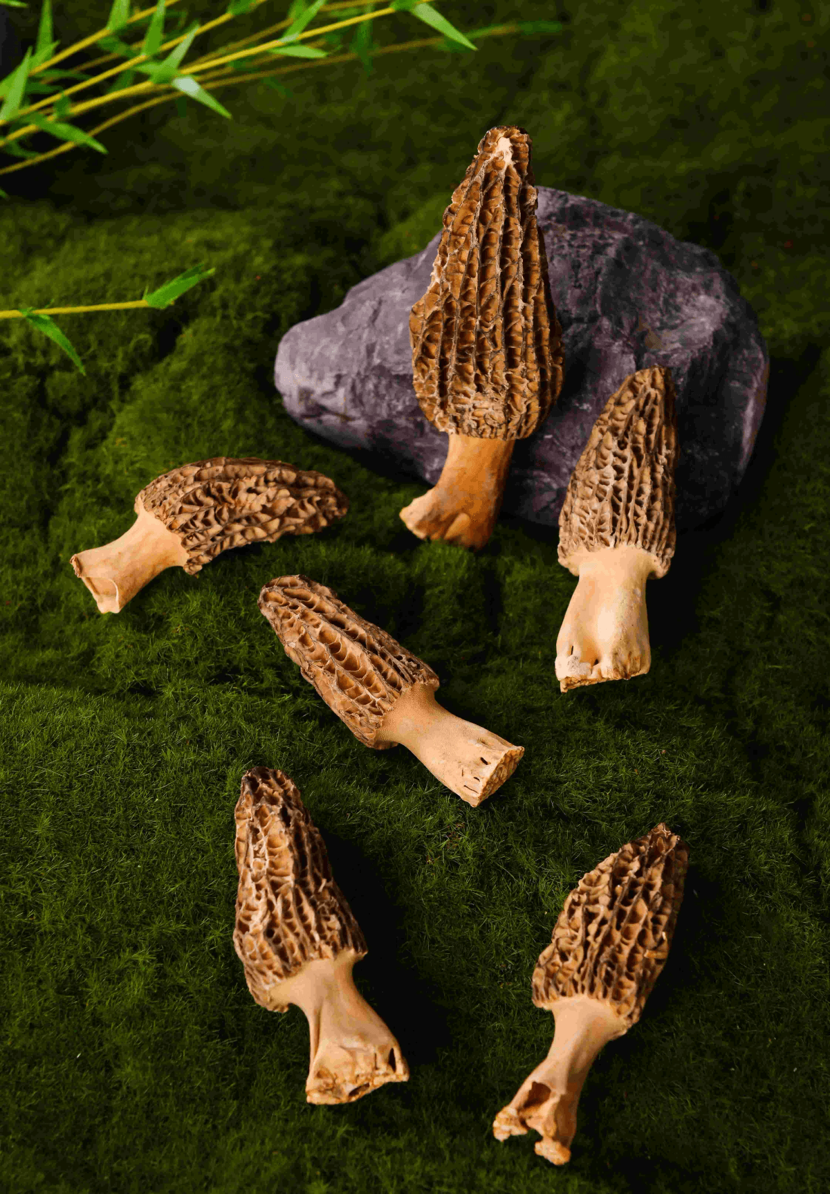 Delicious dish featuring freeze dried morel mushroom slices atop creamy risotto.