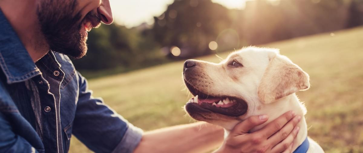 Canine Shock Collar Can Aggression Be Fixed?