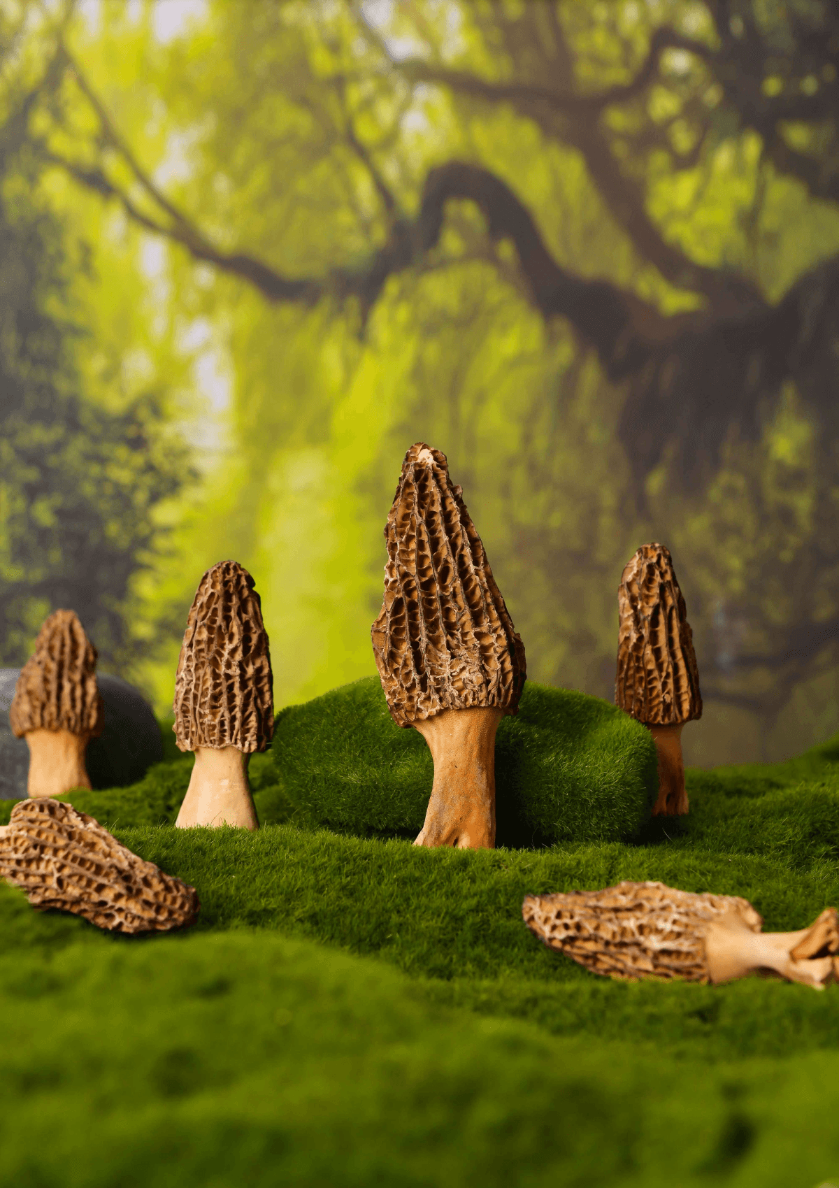 freshly sourced freeze dried morel mushroom packages