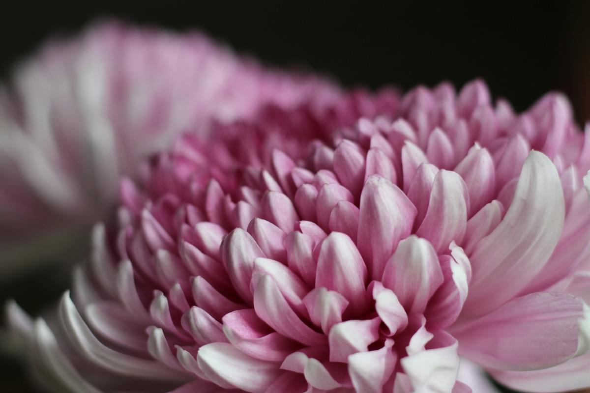 get well soon flowers brighten up spirits