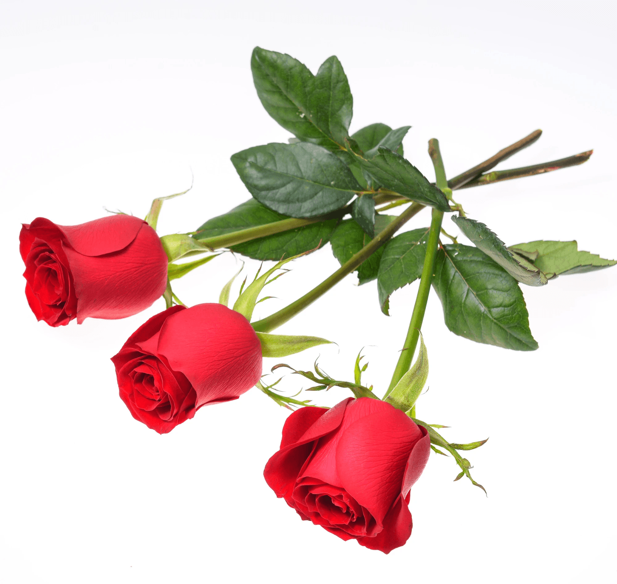 Quality assessment of freeze dried rose petals wholesale