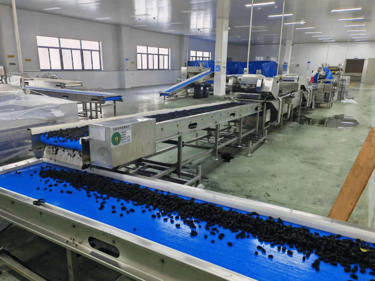 Bulk freeze-dried food options for New Zealand buyers