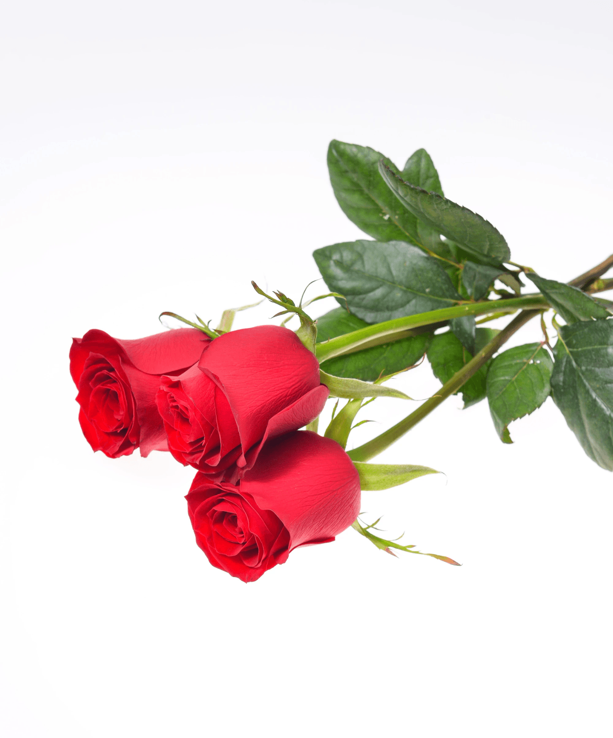 Beautiful display of freeze dried rose petals showcasing their vibrant colors.