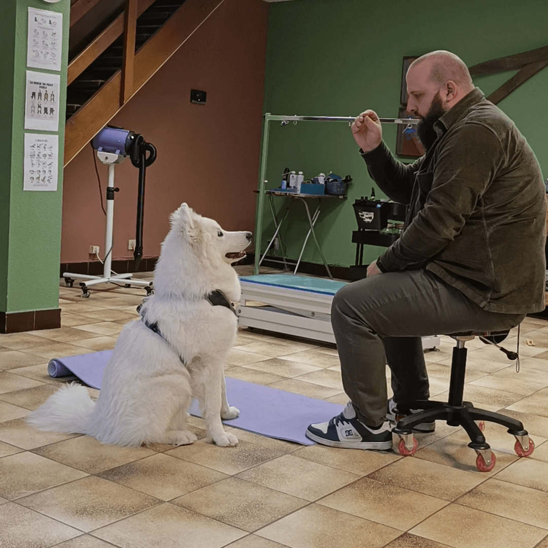 comportementaliste canin tournai