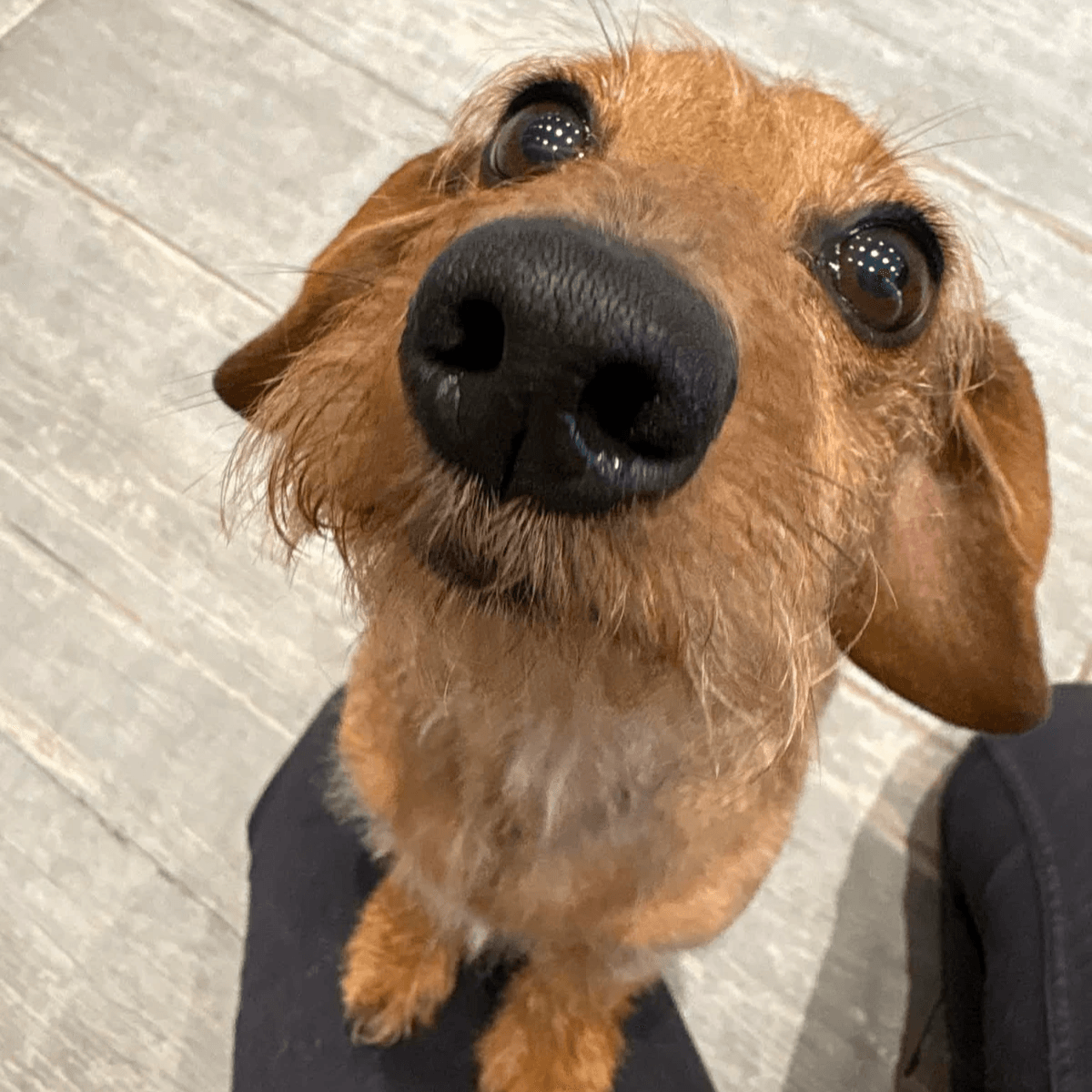 Salon de toilettage chien chat tournai Salon de toilettage chien chat tournai