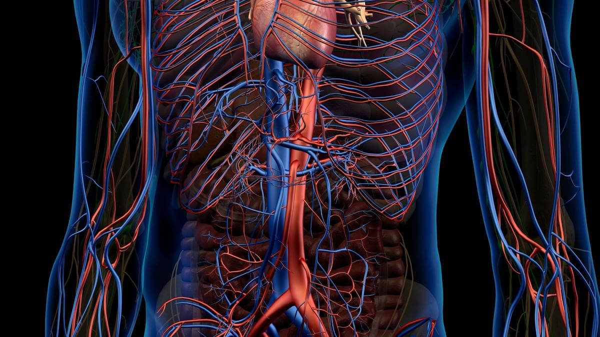 Things You Didn't Know About The Lymphatic System