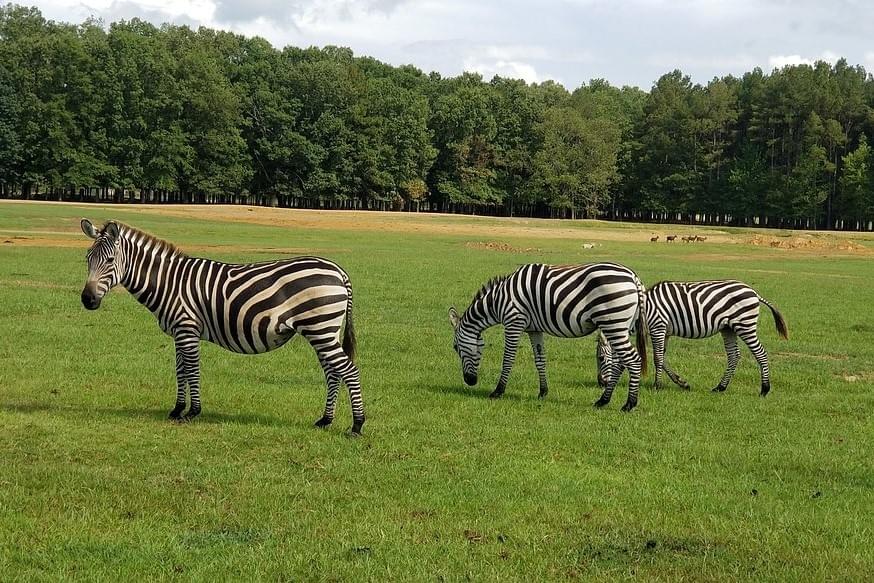 McClain Safari - Brandon Mississippi - Brandon Power Washers