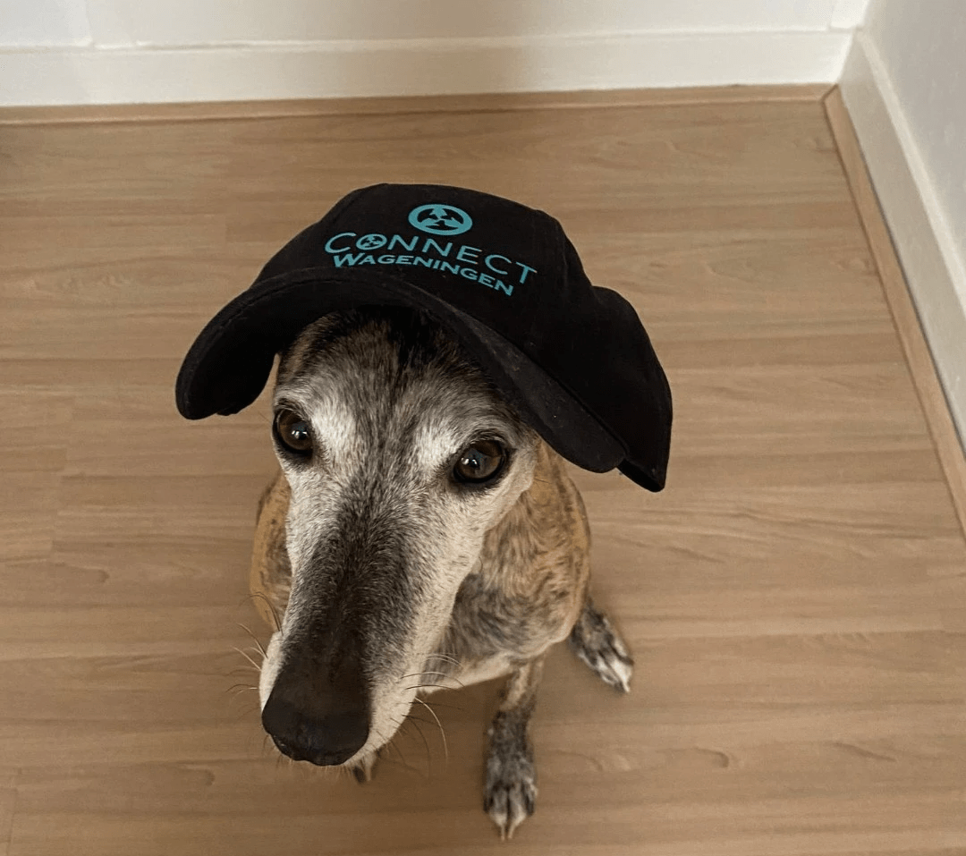 Use dog taxes for dog owners