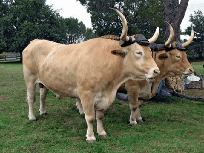 Oxen imagery