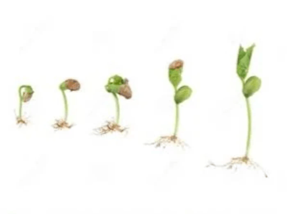 The growth of Seeds-imagery