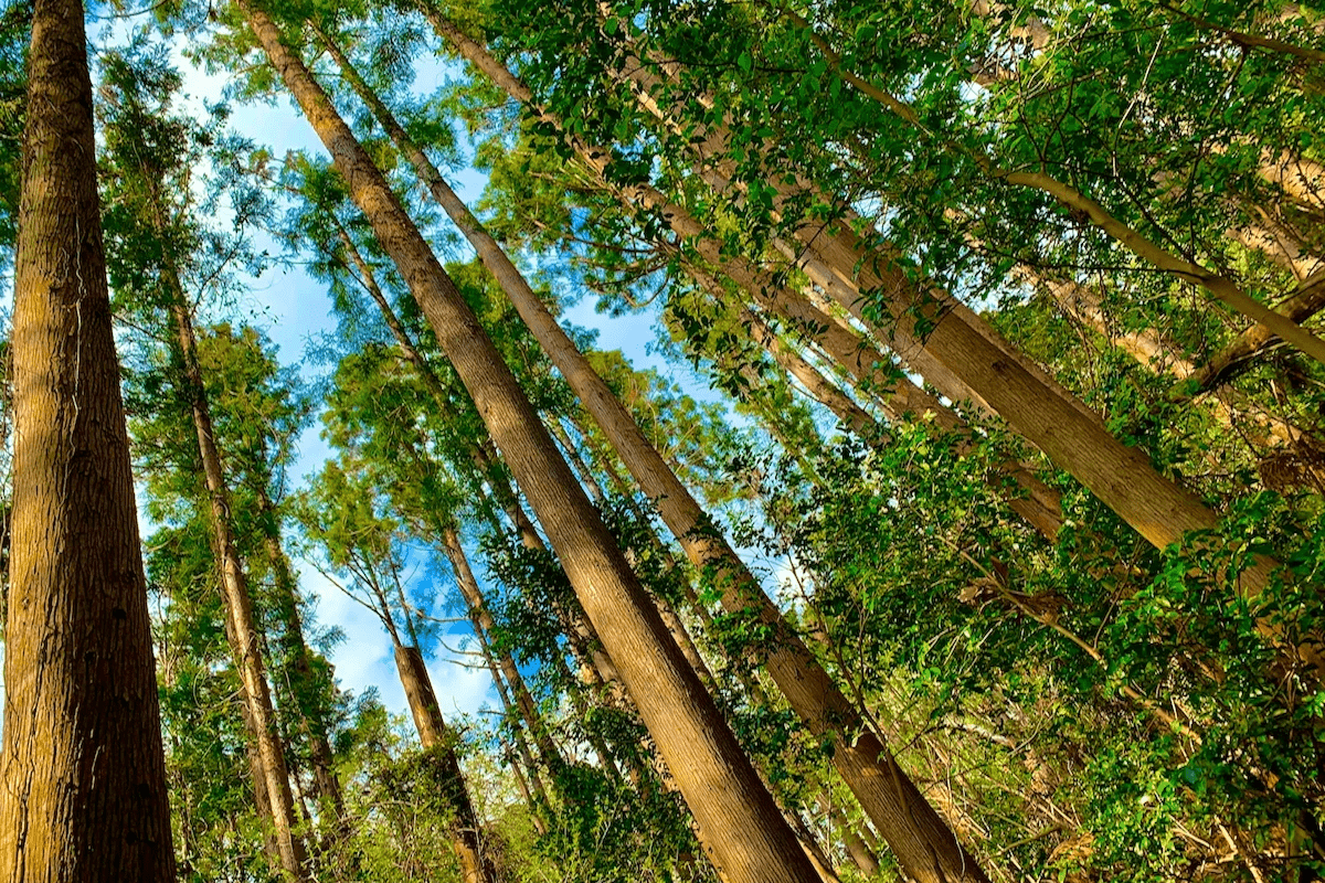 猫と暮らす古民家グランピング【和心村公式】|千葉富津・東京から1時間|サウナ&カフェも完備  千葉県富津市の豊かな自然に囲まれた和心村は、東京から車でわずか1時間、「人と動物と自然が調和する共生の村」をコンセプトにした唯一無二のグランピング