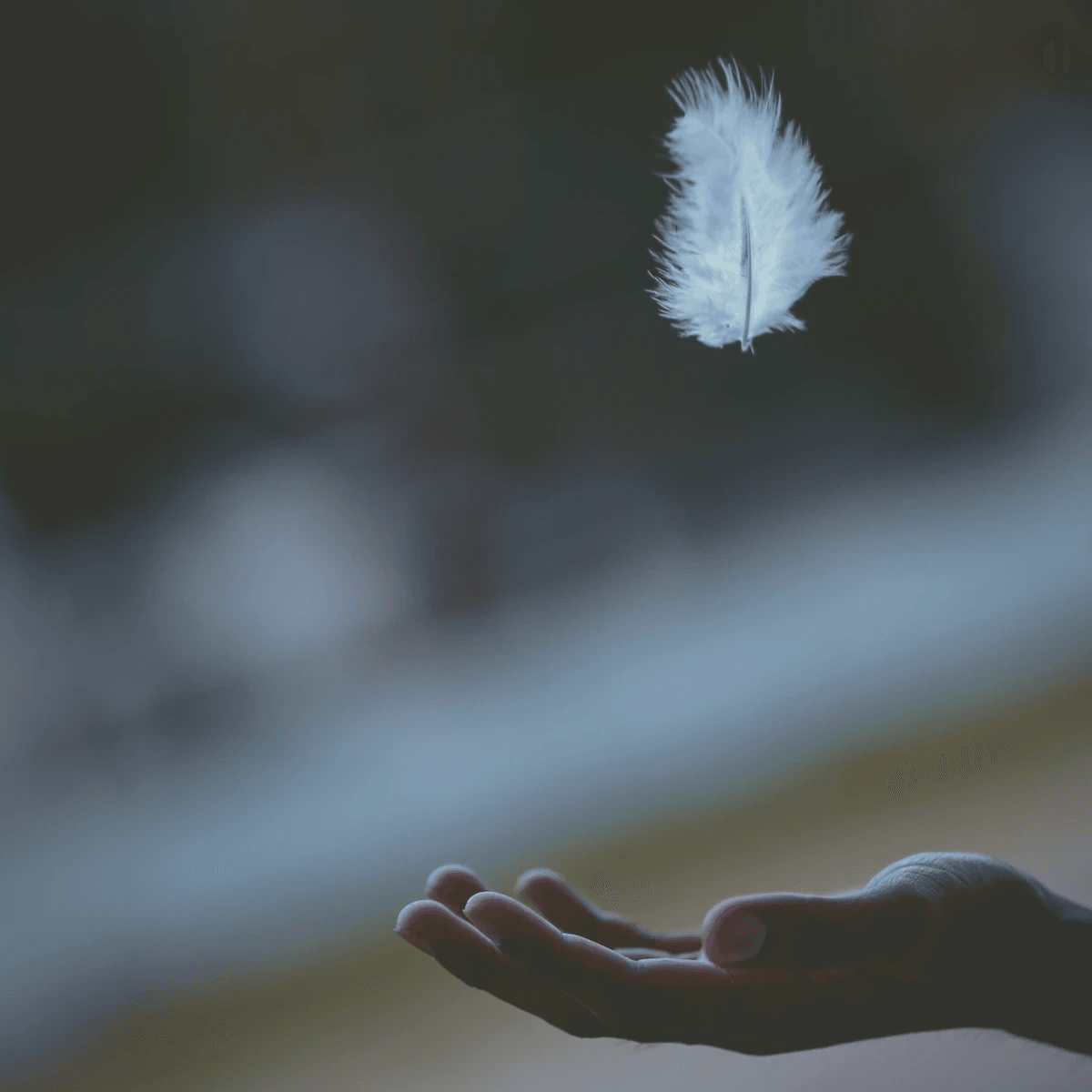 butterfly hovering above hand 