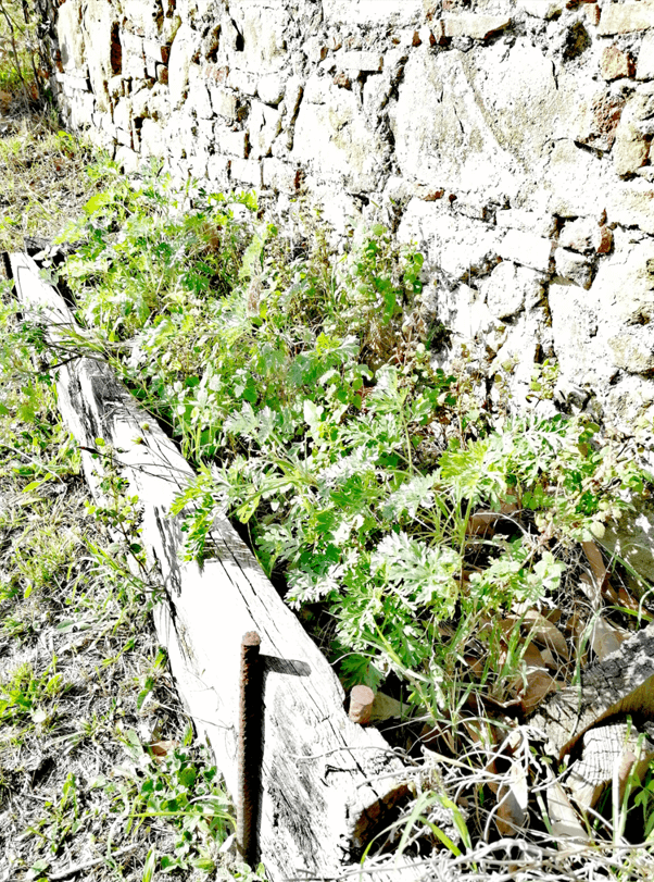 erbe aromatiche mediterranee toscana rosmarino timo salvia