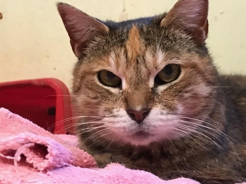WHY ADOPT AN ADULT CAT WHY ADOPT AN ADULT CAT