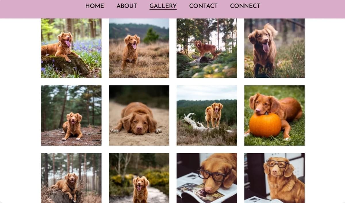 Buddy-Vorlage von Strikingly