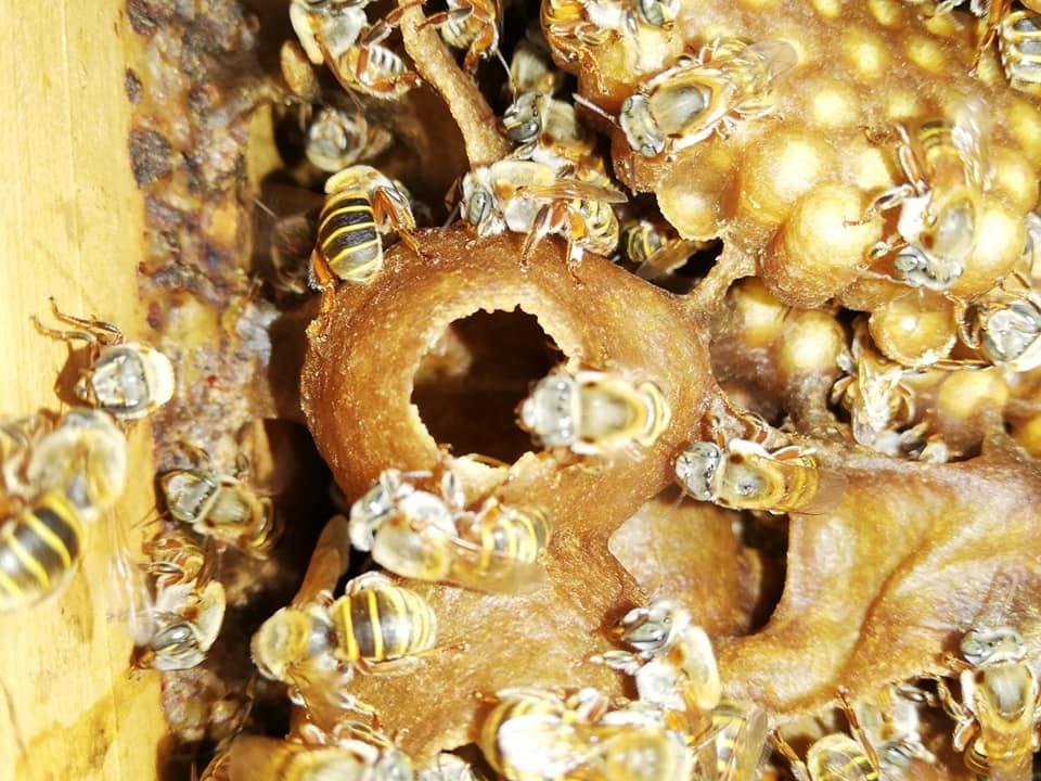 Sacred Elixir Sacred & Kosher: The Ancient Elixir of the Mayan Melipo...