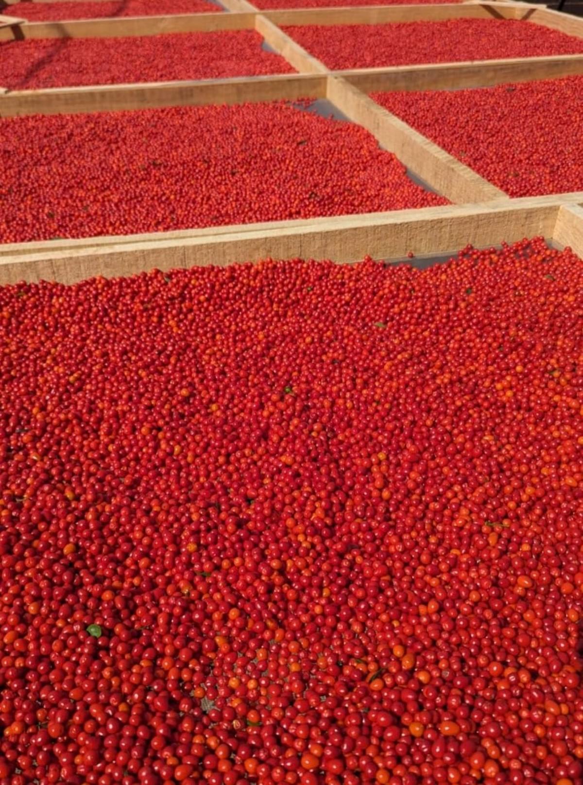 CHILTEPIN CHILE POWDER DRIED 11 LBS CASE 