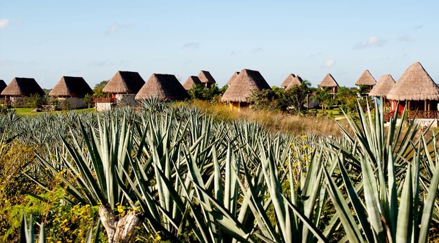 Sisal the white gold