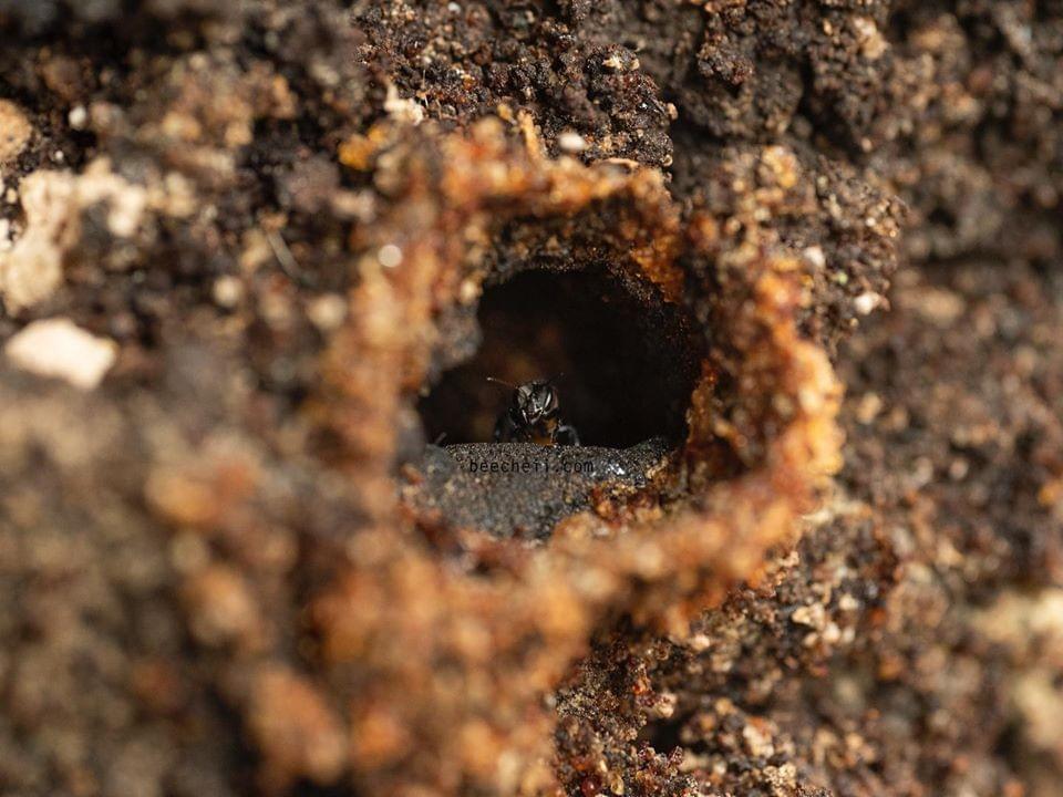 Meliponini Raw Stingless Bee Honey