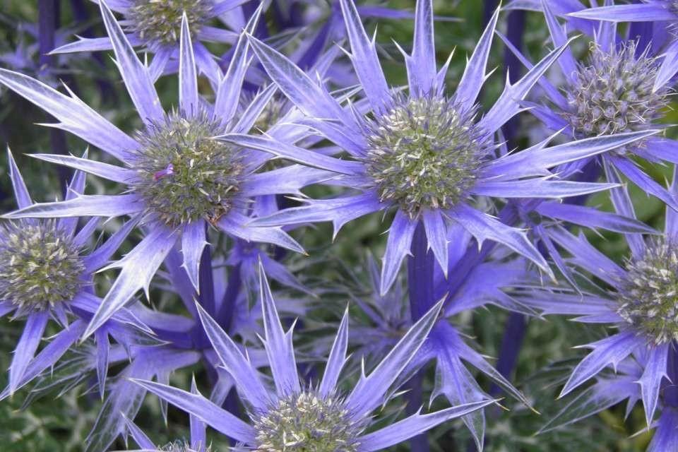 Mexican Thistle Medicinal Herbs