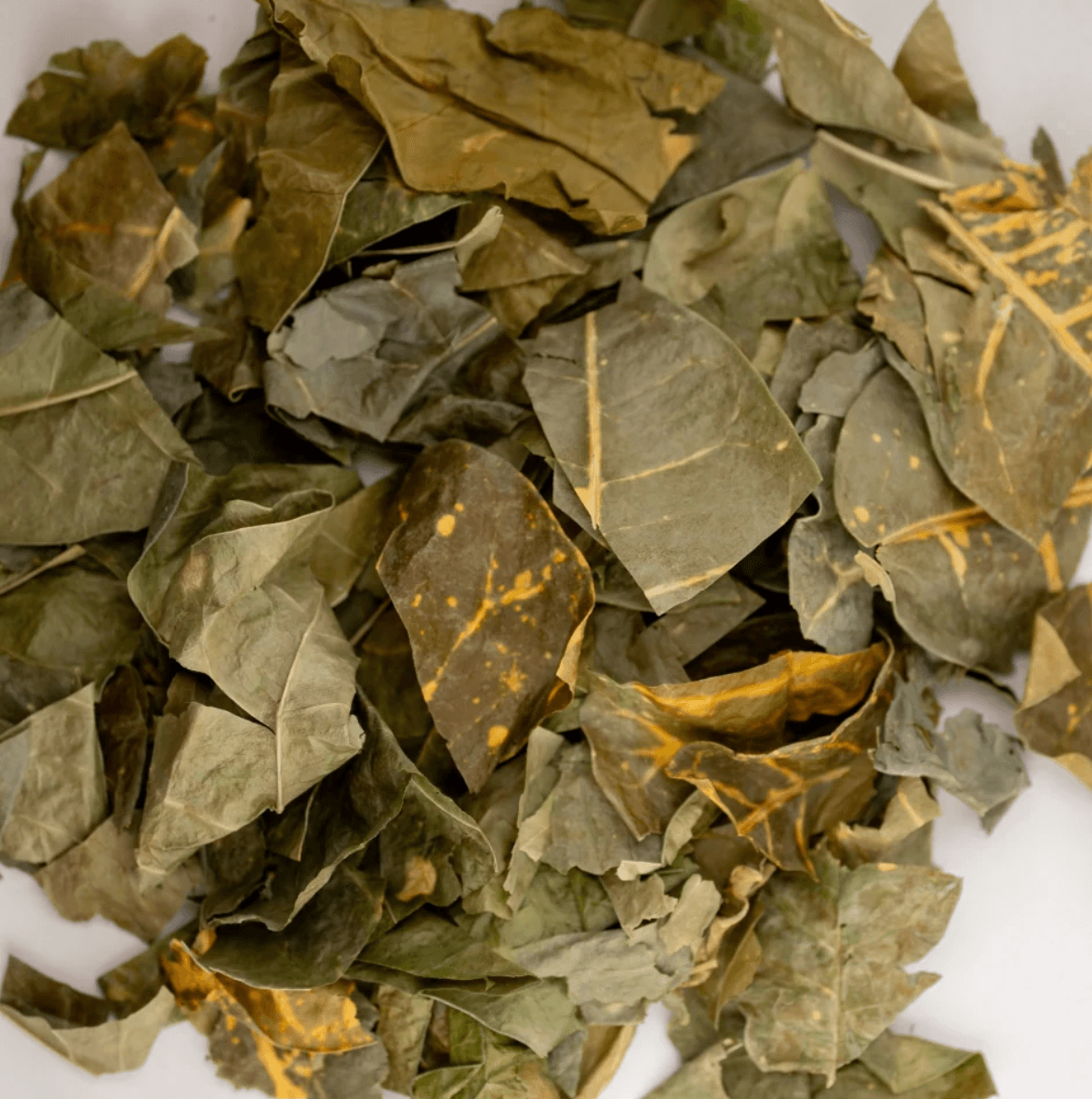 PAVANA LEAF (Croton Tiglium) by case