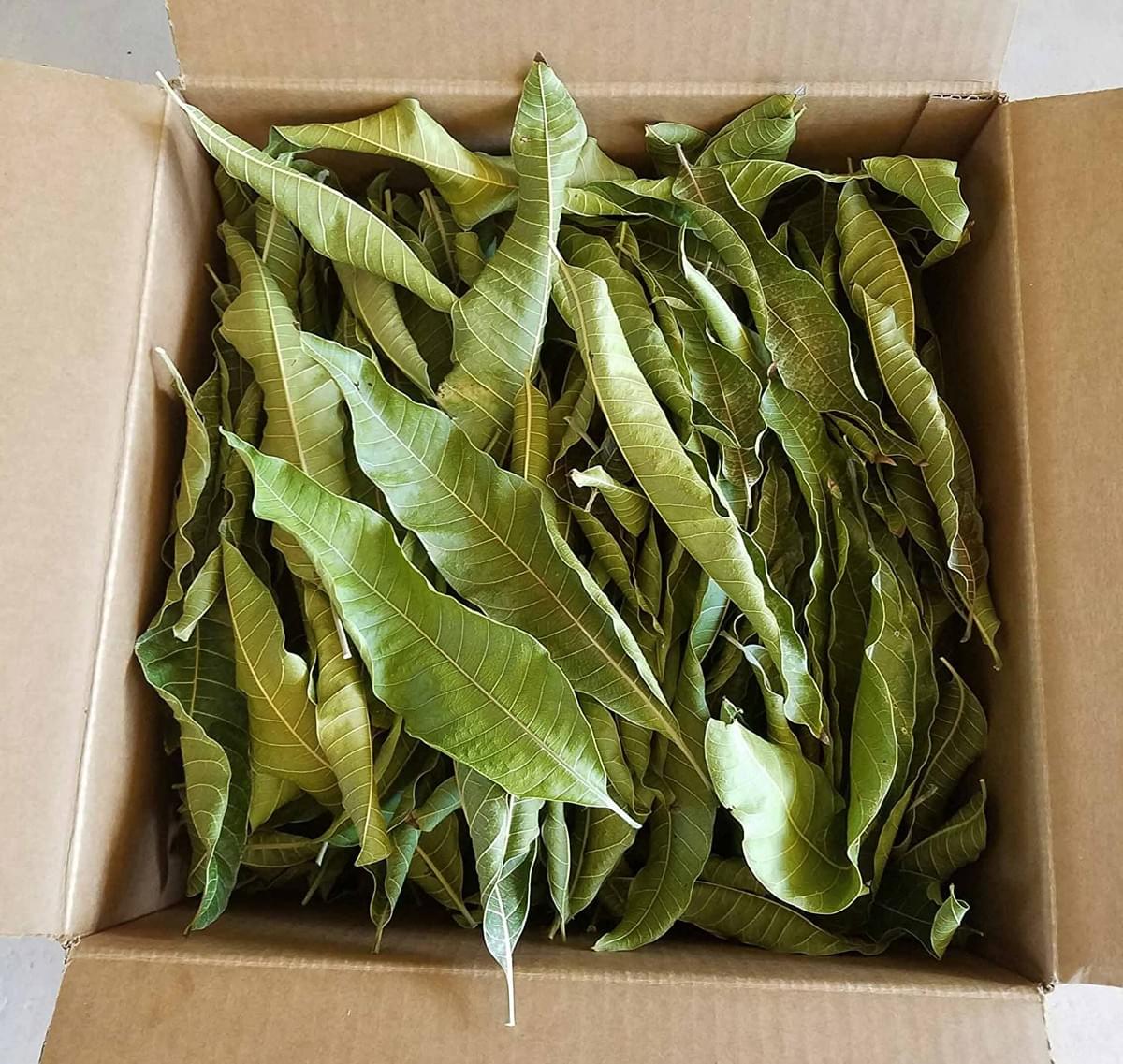 MANGO LEAVES (Mangifera Indica) by case 11 lbs