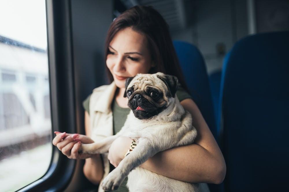 Allegiant Air Pet Policy What You Need to Know