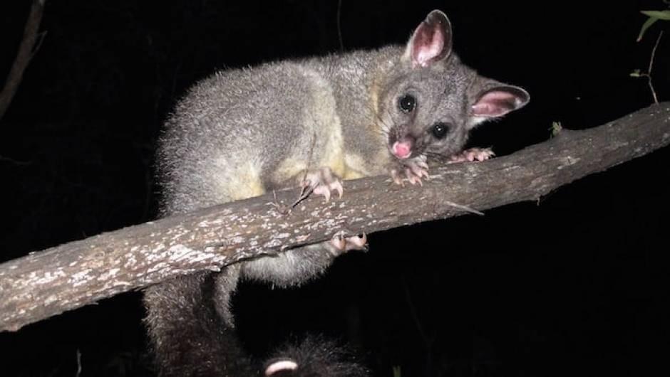 Steps To Get Rid Possums Safely Possum Removal