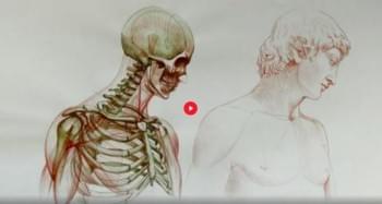 Male and Female Anatomy