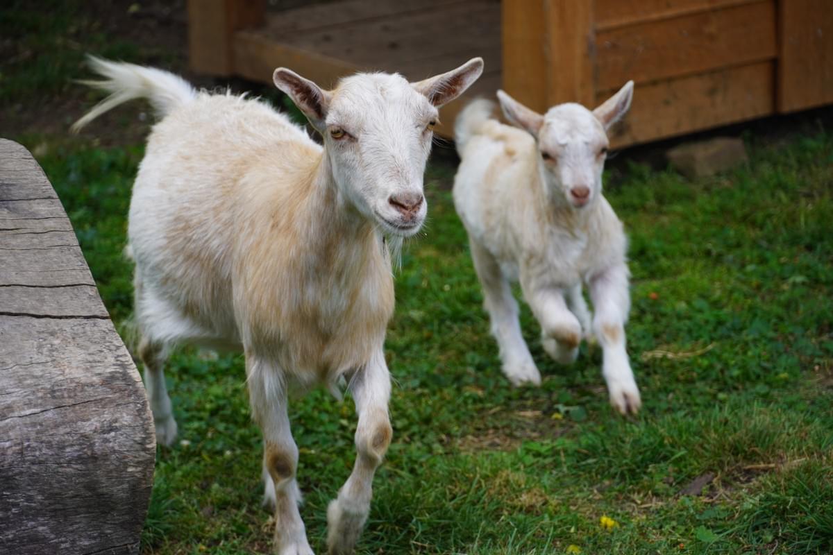 Goats in the animal area at Annangrove Preschool Kindergarten
