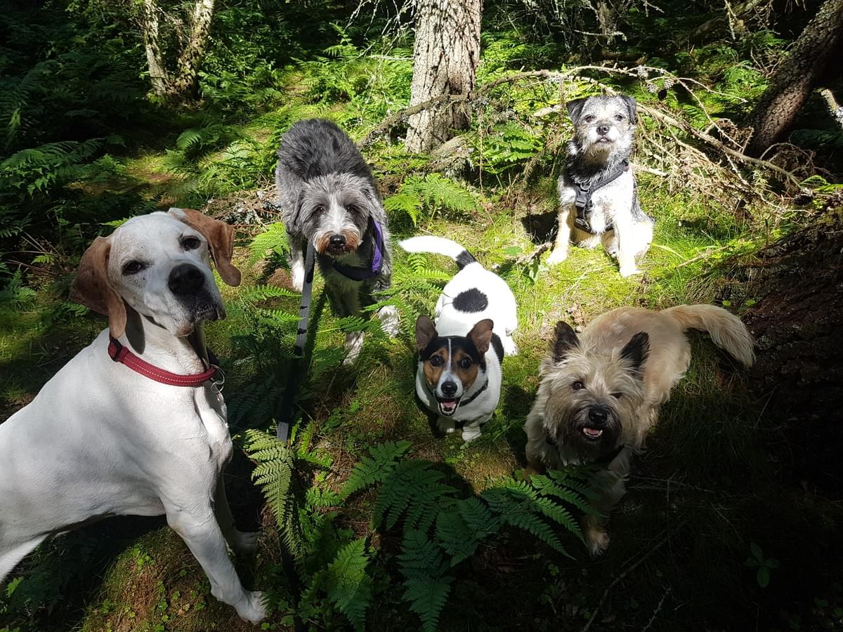 How to choose a dog walker