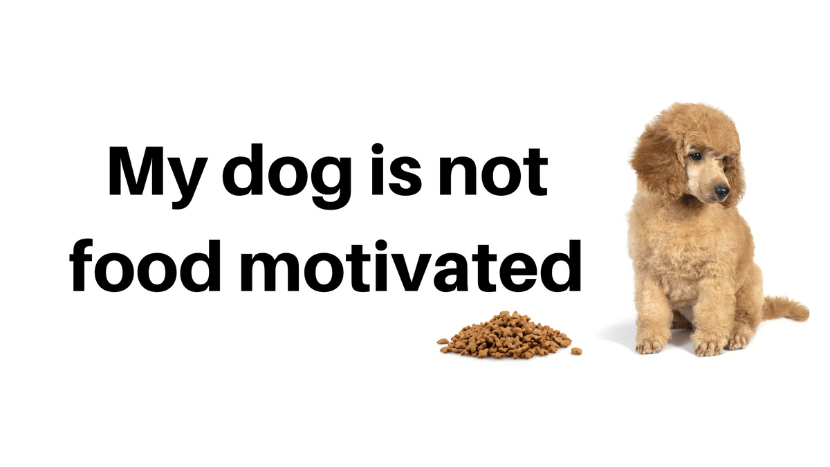 My dog isn't food motivated