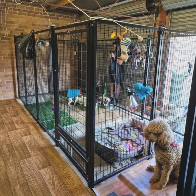 Mod Dog Running Rack Choosing the Perfect Dog Run: A Guide to Benefits and K...
