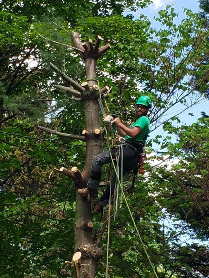 Woodys Tree Service