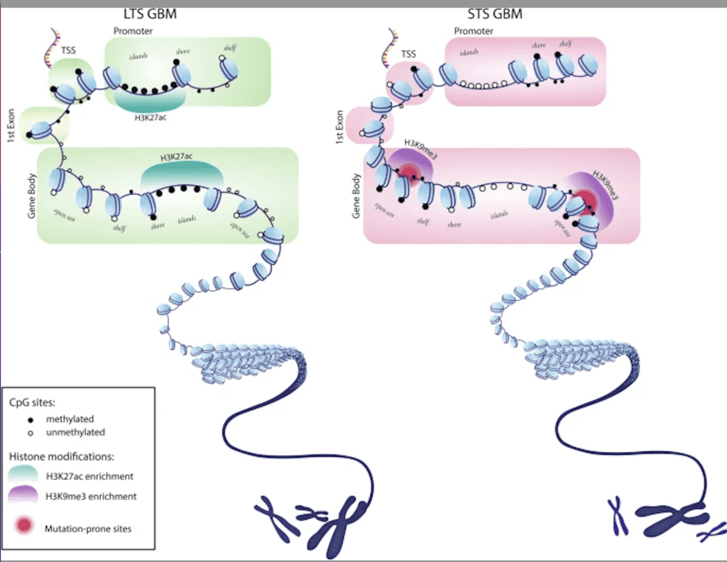 Explore our pioneering research in genomic and epigenomic liquid biopsy techniques Advancing Brain Tumor Detection Through Innovation The Molecular Neuro-oncology lab is focused on developing genomic and epigenomic liquid biopsy approaches for non-invasive detection of brain tumors. The work performed is multidisciplinary and includes physicians, molecular biologists, and bioinformaticians.