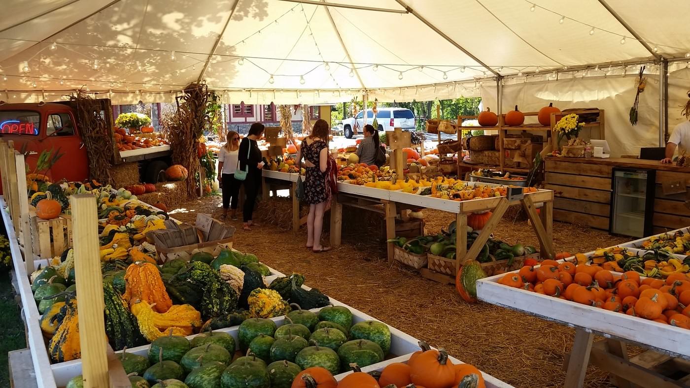 Rows of pumpkins on the lot