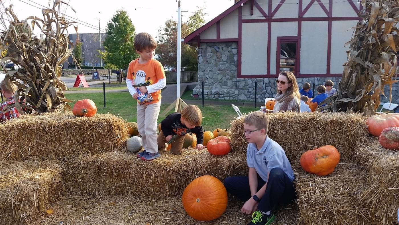 Wide view of the pumpkin lot