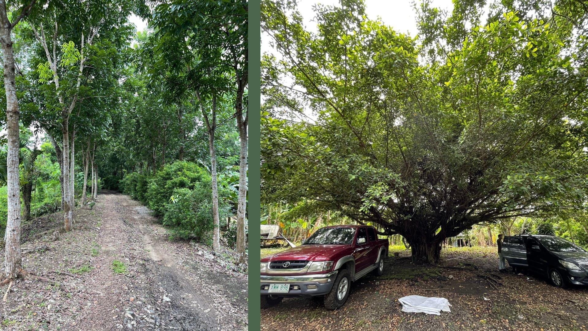 Tecson Plants Metro Manila Plant Rentals