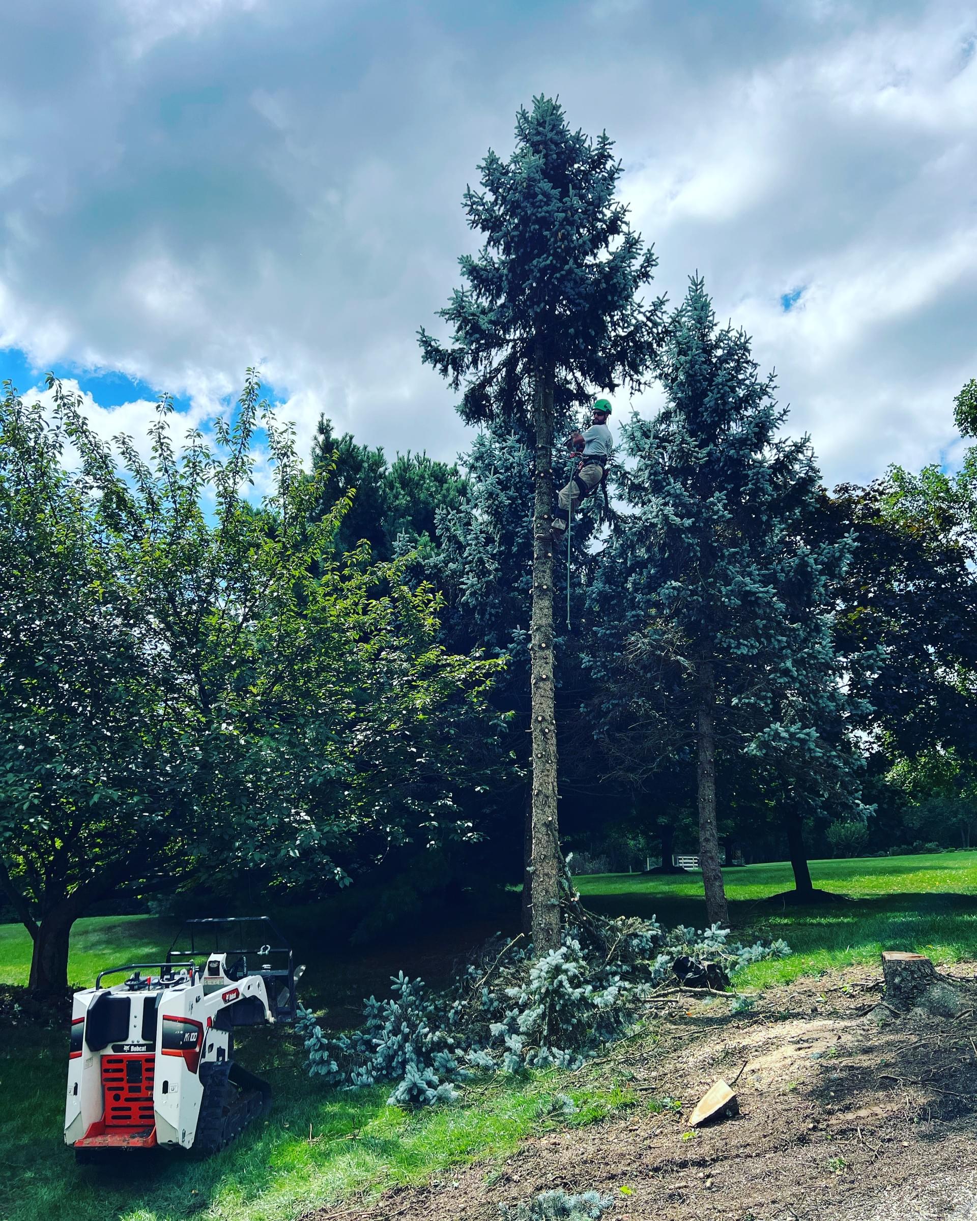 GALLERY - Woodys Tree Service