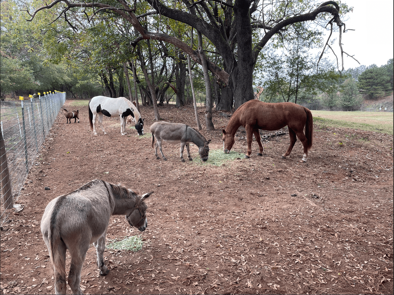 Elizabeth Farms LLC