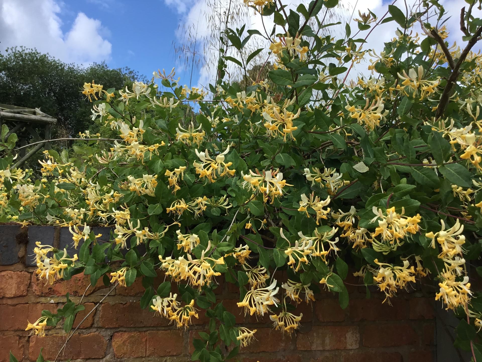 The Brooklands Art Studio