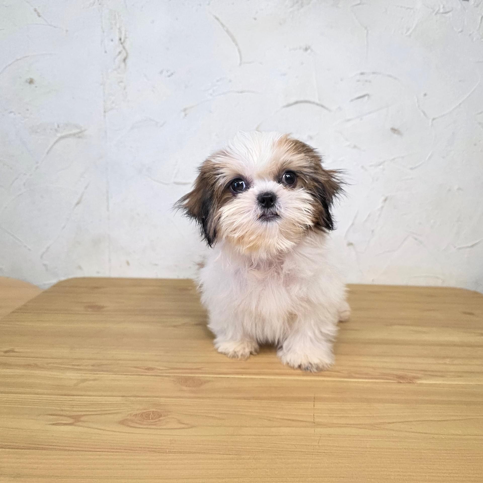 西施真是可爱极了 #honorofkingsglobal #hokstudio #fyppppppppppppppppppppppp #h... |  TikTok, image size:1920x1920