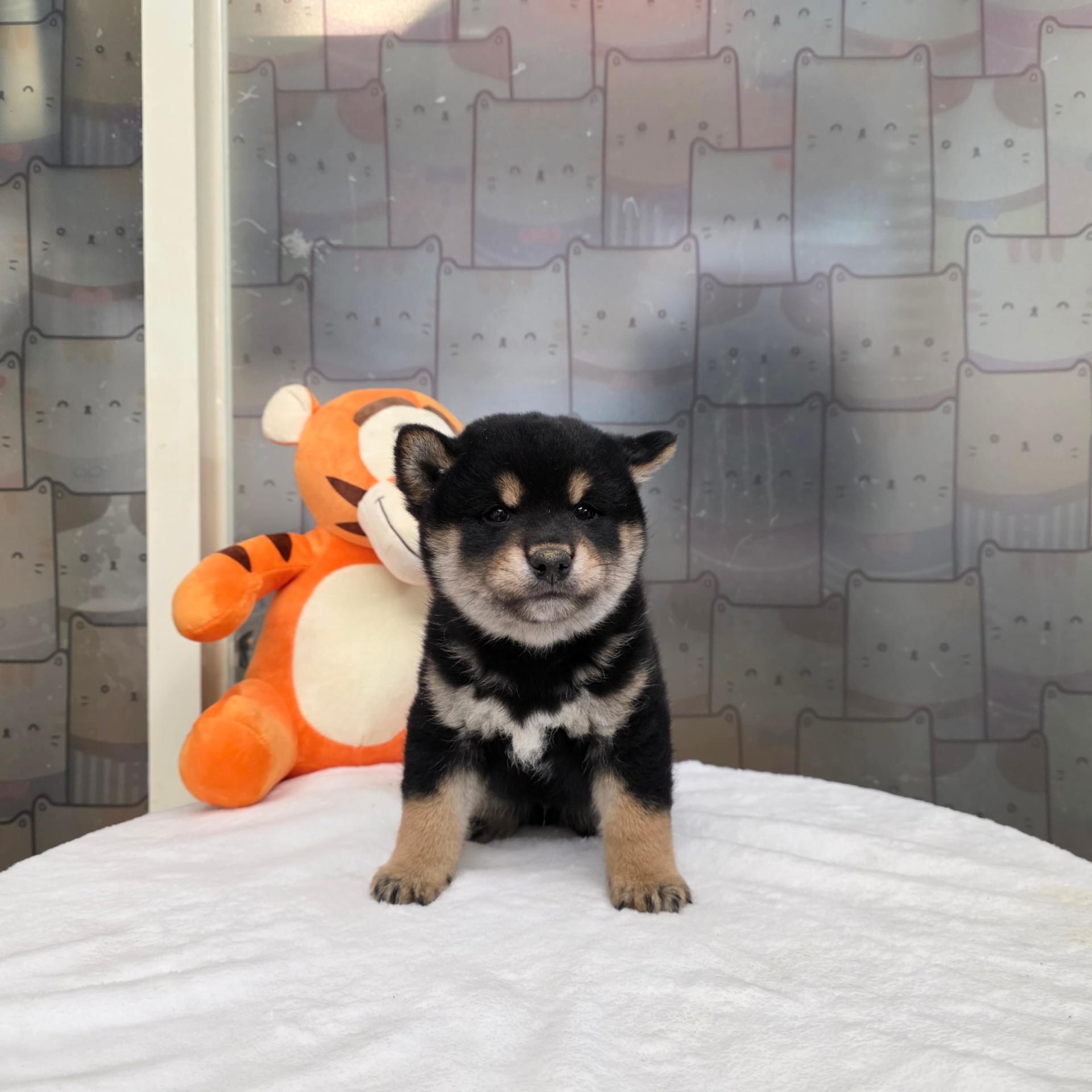 柴犬寶寶- 王大胖寵物坊