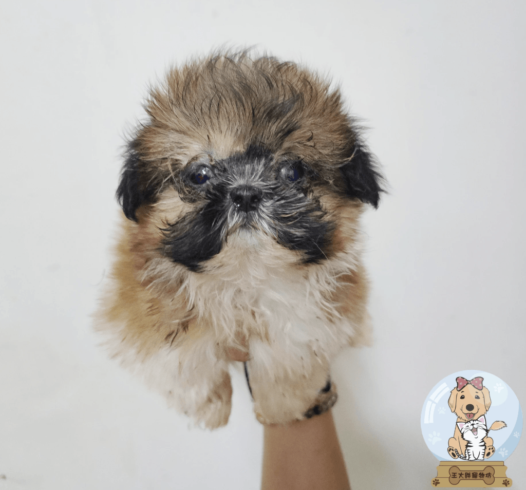 王者荣耀英雄人物《西施》游龙清影COS图(CN：敲可爱哒nico酱) – 美图在线, image size:1024x954