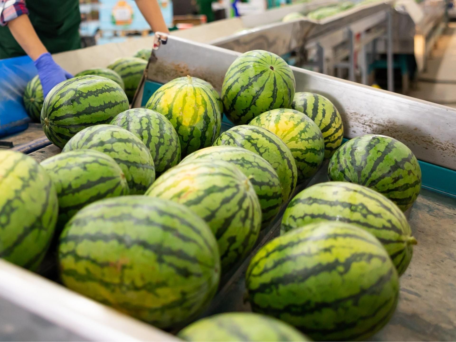 Watermelon Pack Line Flexible Packing IQF Frozen Watermelon Bulk Supplier Exporter China