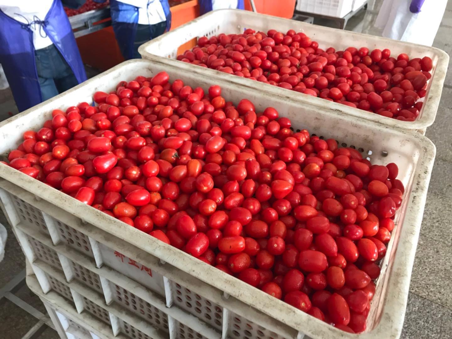 IQF Frozen Cherry Tomatoes Bulk Supplier China | Private